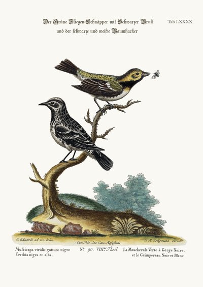 The Black-throated Green Flycatcher, and the Black and White Creeper, 1749-73 by George Edwards